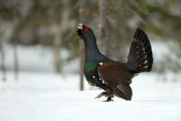 Gallo cedrone - Capercaillie (Tetrao urogallus)