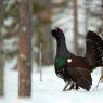 Gallo cedrone - Capercaillie (Tetrao urogallus)