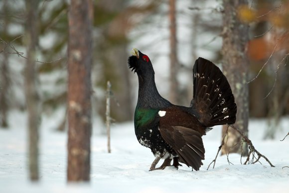 Gallo cedrone - Capercaillie (Tetrao urogallus)