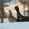 Gallo cedrone - Capercaillie (Tetrao urogallus)