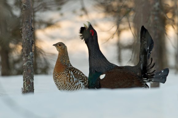 Gallo cedrone - Capercaillie (Tetrao urogallus)