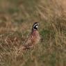 Colino della Virginia - Bobwhite quail (Colinus virginianus)