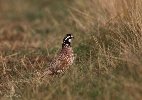 Colino della Virginia - Bobwhite quail (Colinus virginianus)