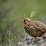 Pernice rossa - Red legged partridge (Alectoris rufa)