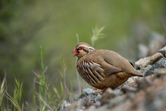 Pernice rossa - Red legged partridge (Alectoris rufa)