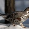 Francolino di monte - Hazel grouse, (Tetrastes bonasia)