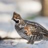 Francolino di monte - Hazel grouse, (Tetrastes bonasia)