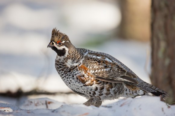 Francolino di monte - Hazel grouse, (Tetrastes bonasia)