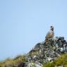 Coturnice - Rock partridge (Alectoris graeca)