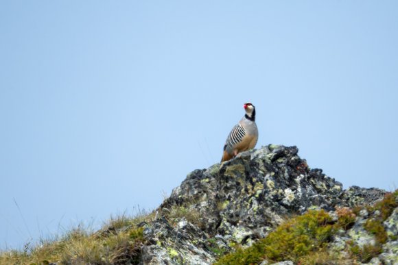 Coturnice - Rock partridge (Alectoris graeca)