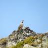 Coturnice - Rock partridge (Alectoris graeca)