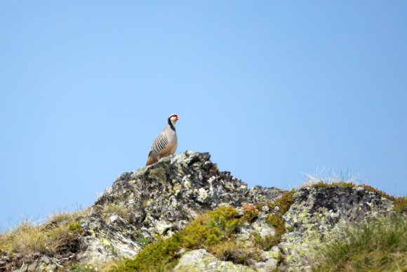 Coturnice - Rock partridge (Alectoris graeca)