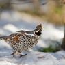 Francolino di monte - Hazel grouse, (Tetrastes bonasia)