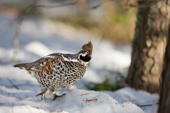 Francolino di monte - Hazel grouse, (Tetrastes bonasia)