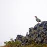 Coturnice - Rock partridge (Alectoris graeca)