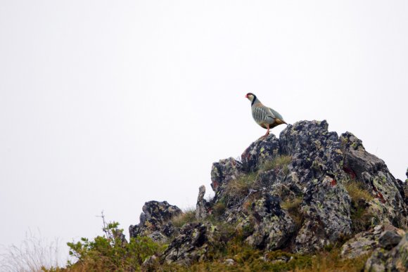 Coturnice - Rock partridge (Alectoris graeca)