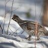 Francolino di monte - Hazel grouse, (Tetrastes bonasia)