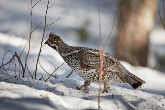 Francolino di monte - Hazel grouse, (Tetrastes bonasia)