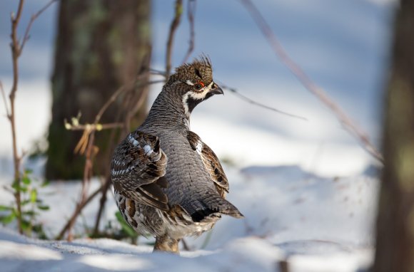 Francolino di monte - Hazel grouse, (Tetrastes bonasia)