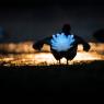 Gallo Forcello - Black Grouse (Tetrao tetrix)