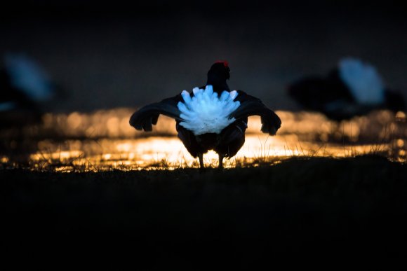 Gallo Forcello - Black Grouse (Tetrao tetrix)