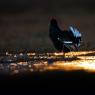 Gallo Forcello - Black Grouse (Tetrao tetrix)