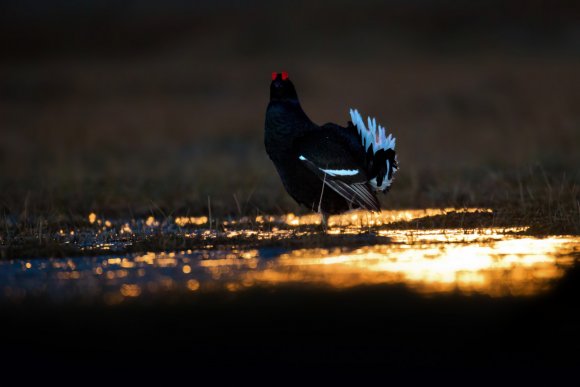 Gallo Forcello - Black Grouse (Tetrao tetrix)