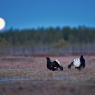 Gallo Forcello - Black Grouse (Tetrao tetrix)