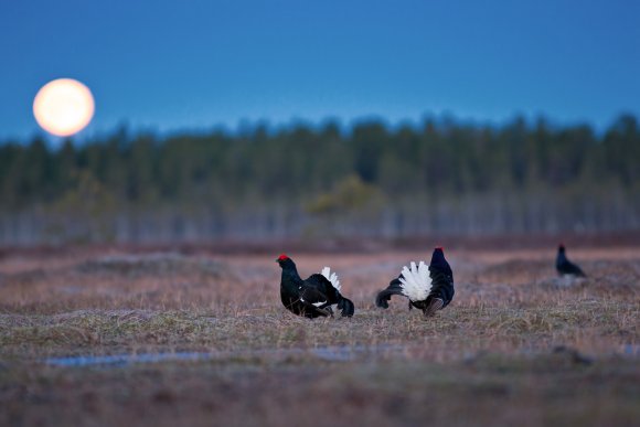 Gallo Forcello - Black Grouse (Tetrao tetrix)