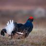 Gallo Forcello - Black Grouse (Tetrao tetrix)