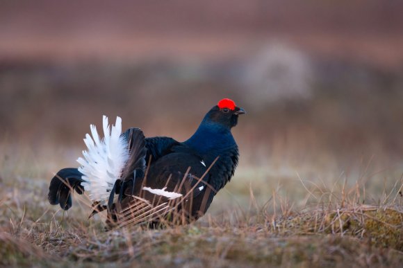 Gallo Forcello - Black Grouse (Tetrao tetrix)