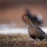 Gallo Forcello - Black Grouse (Tetrao tetrix)