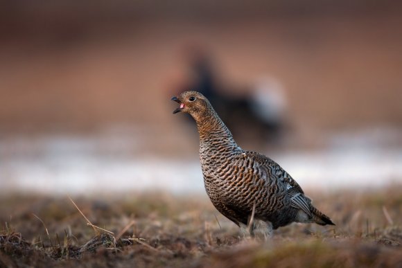 Gallo Forcello - Black Grouse (Tetrao tetrix)