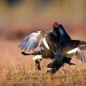 Gallo Forcello - Black Grouse (Tetrao tetrix)