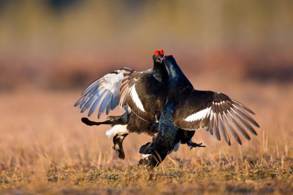 Gallo Forcello - Black Grouse (Tetrao tetrix)