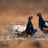 Gallo Forcello - Black Grouse (Tetrao tetrix)