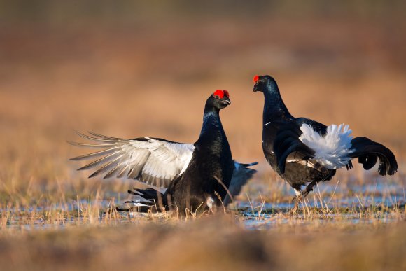 Gallo Forcello - Black Grouse (Tetrao tetrix)