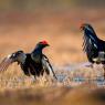 Gallo Forcello - Black Grouse (Tetrao tetrix)