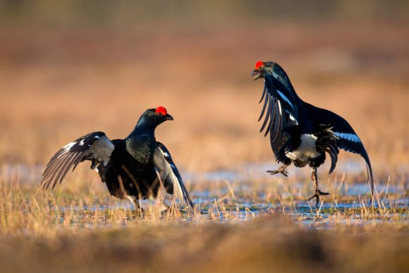 Gallo Forcello - Black Grouse (Tetrao tetrix)