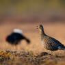 Gallo Forcello - Black Grouse (Tetrao tetrix)