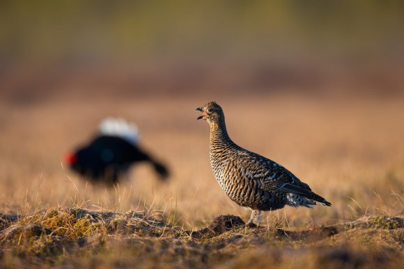 Gallo Forcello - Black Grouse (Tetrao tetrix)