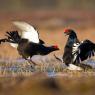 Gallo Forcello - Black Grouse (Tetrao tetrix)