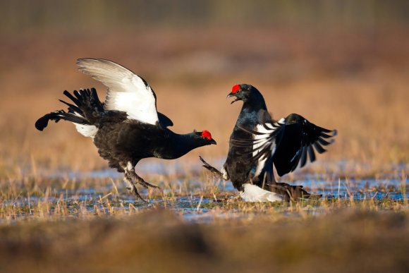 Gallo Forcello - Black Grouse (Tetrao tetrix)