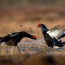 Gallo Forcello - Black Grouse (Tetrao tetrix)