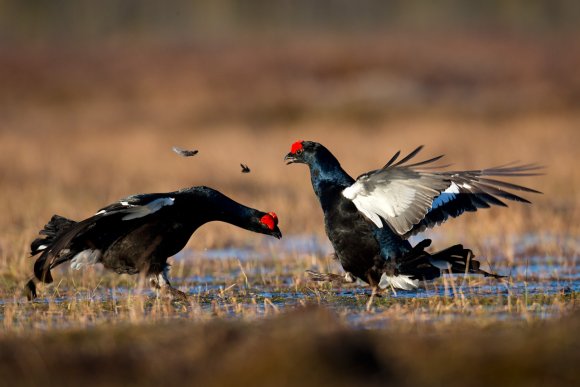 Gallo Forcello - Black Grouse (Tetrao tetrix)