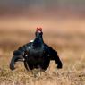 Gallo Forcello - Black Grouse (Tetrao tetrix)