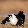 Gallo Forcello - Black Grouse (Tetrao tetrix)