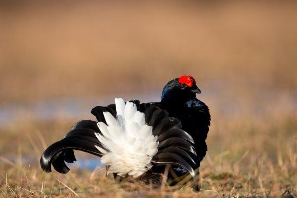 Gallo Forcello - Black Grouse (Tetrao tetrix)