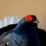 Gallo Forcello - Black Grouse (Tetrao tetrix)