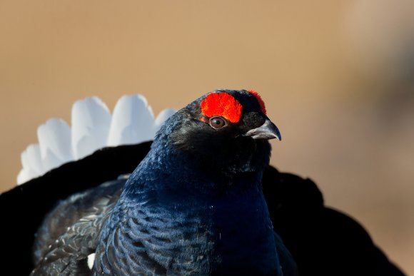 Gallo Forcello - Black Grouse (Tetrao tetrix)